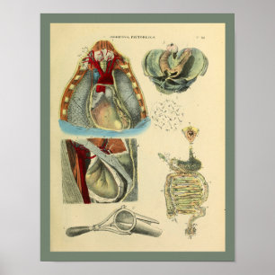 Poster Poumons Coeur de la poitrine Anatomie Art Médicale