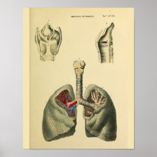 Poster Poumons humains Trachea Anatomie Art Imprimer