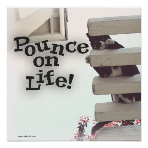 Poster Pounce On Life Motivational Kitty Slogan