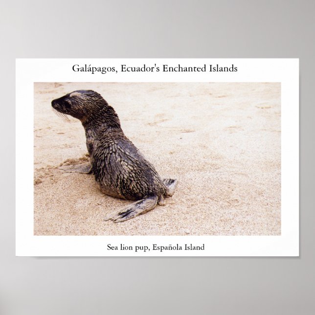 Poster Poupe d'otarie après une tumble sur la plage (Devant)