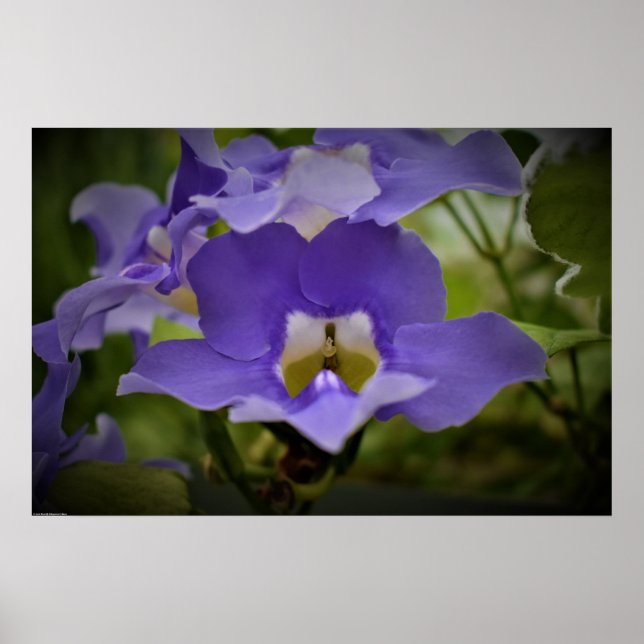 Poster Pourpre et vert, (Devant)