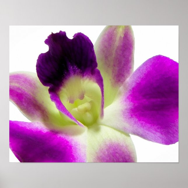 Poster pourpre orchidée (Devant)