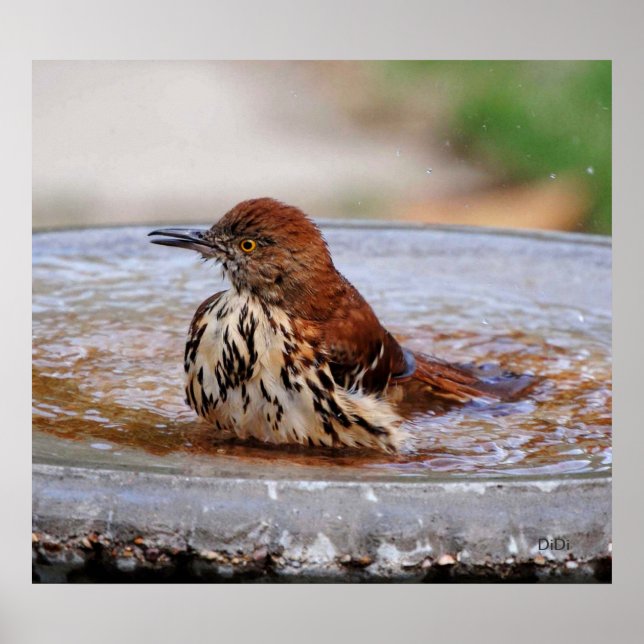 Poster Poussée de bois (Devant)