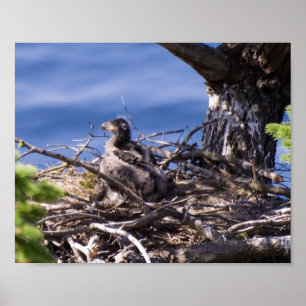 Poster Poussin d'Aigle Royal - Tirages d'art fin