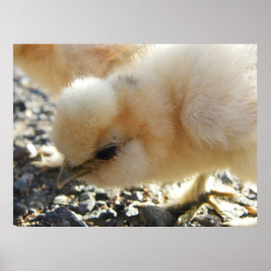 Poster Poussin de couleur chamois de poulet de Silkie