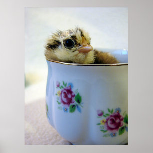 Poster Poussin Easter Egger dans une Tasse