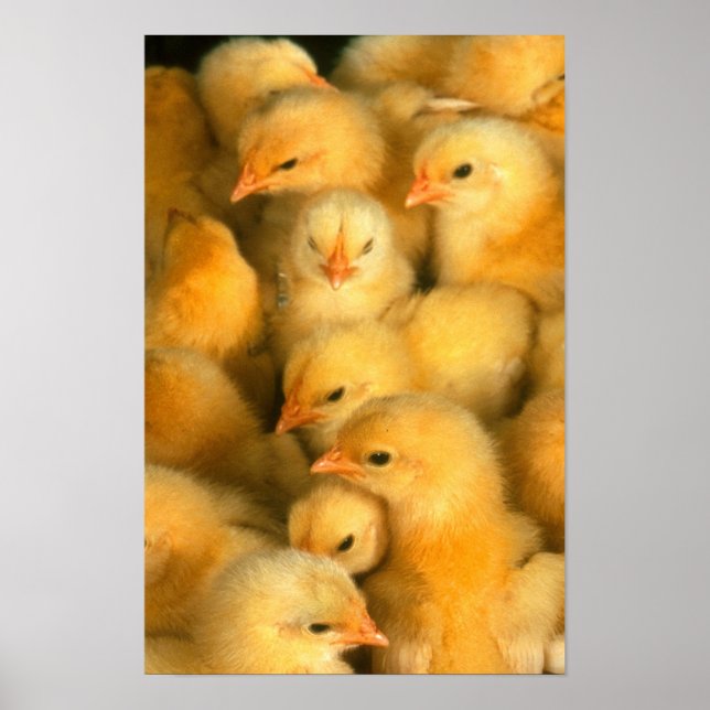Poster Poussins (Devant)