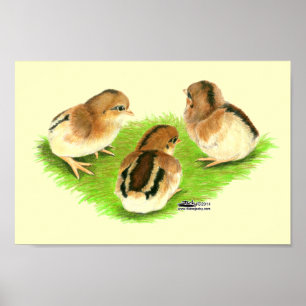 Poster Poussins Aseel Noir Rouge