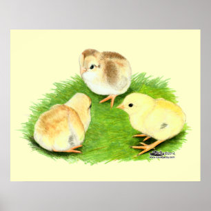 Poster Poussins Aseel Wheaten