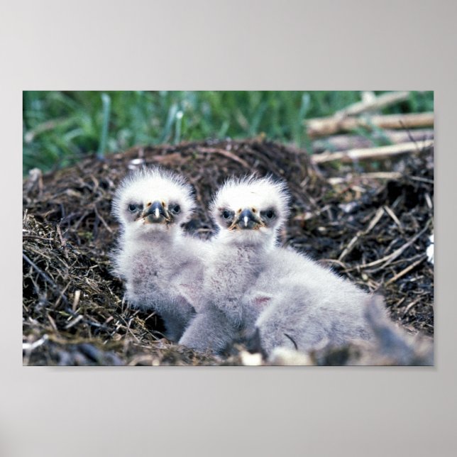 Poster Poussins d'aigle (Devant)