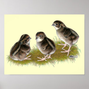 Poster Poussins de caille Coturnix