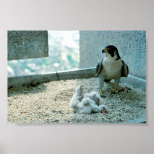Poster Poussins de faucon pérégrin, femelles
