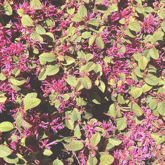 Poster Pouvoir des fleurs