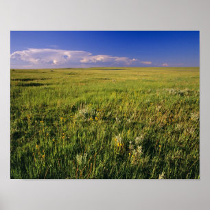 Poster Prairie à graminées courtes dans le nord-est éloig