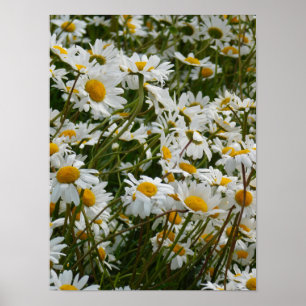 Poster Prairie de fleurs heureuse - Marguerite souriante