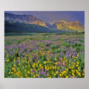 Poster Prairie de fleurs sauvages dans Many glacier