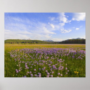 Poster Prairie de fleurs sauvages de penstemon dans la