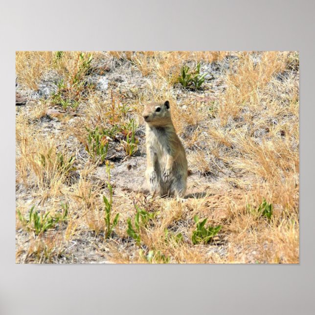 Poster Prairie Dog in Yosemite (Devant)