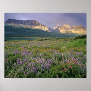 Poster Prairie wildflowers along Lake Sherbourne in the