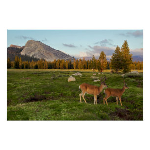 Poster Pré de Tuolumne, Yosemite