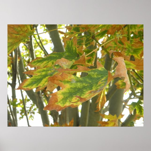 Poster Premier signe d'automne (Devant)