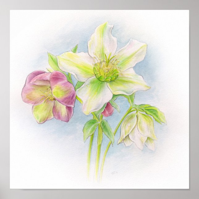 Poster Premier signe de l'aquarelle des hellebores de pri (Devant)