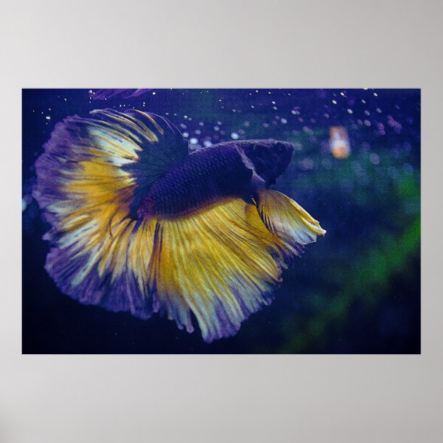 Poster Premium Cobalt Male Betta (Devant)