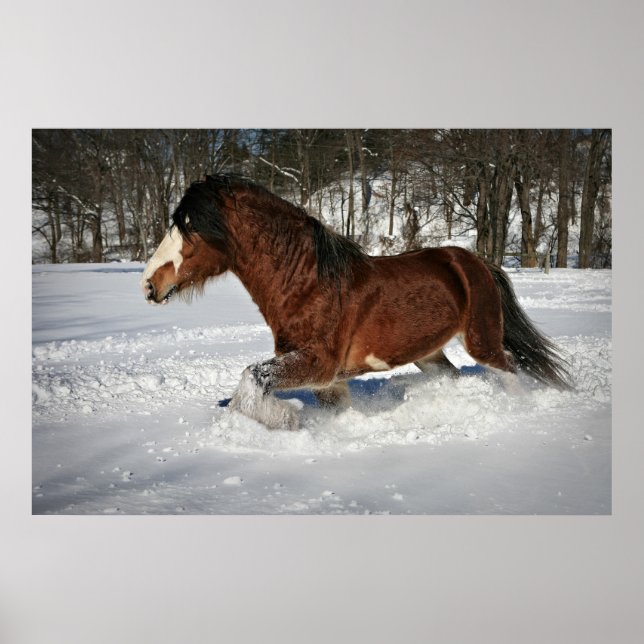 Poster Prendre à Stride-Clydesdale dans la neige (Devant)
