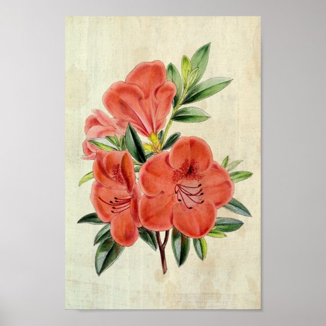 Poster Président botanique vintage Azalea (Devant)