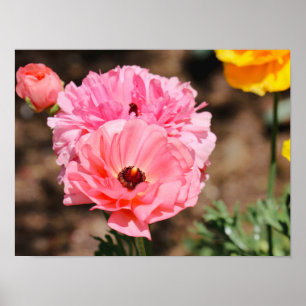 Poster Presse en rose