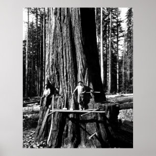 Poster PRÊT À DÉPOSER UNE SEQUOIE GÉANTE c. 1888