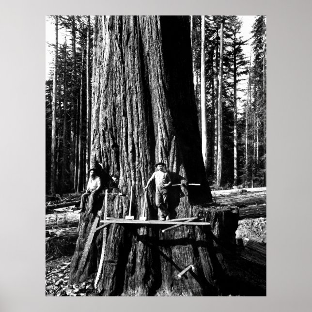Poster PRÊT À DÉPOSER UNE SEQUOIE GÉANTE c. 1888 (Devant)