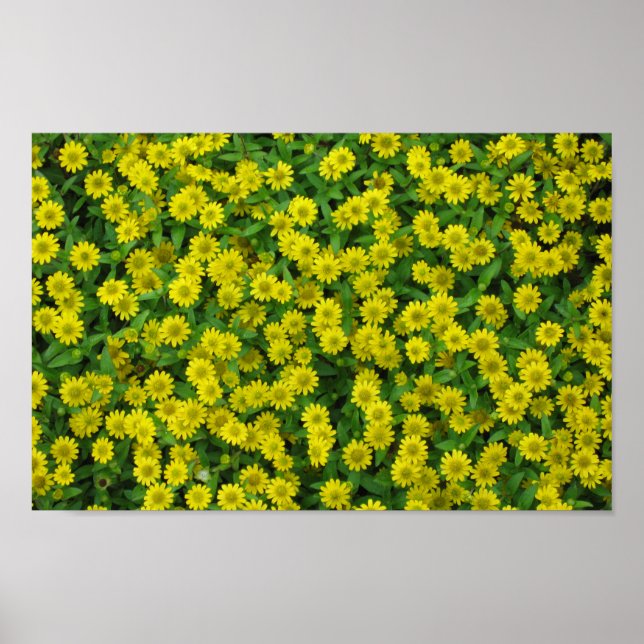 Poster Pretty Small Yellow Flowers (Devant)