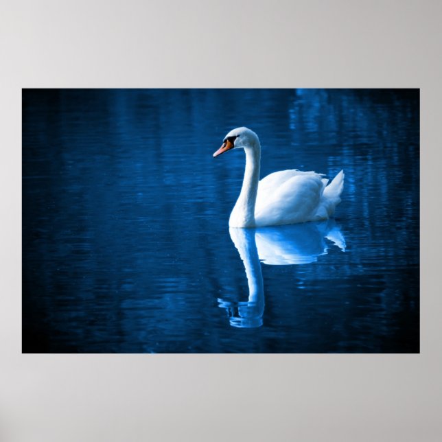 Poster Pretty white swan floating on blue lake (Devant)