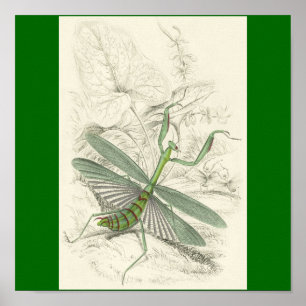 Poster Priant Mantis, Mantis Religiosa