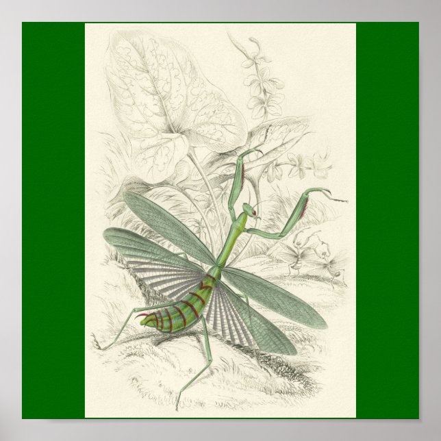 Poster Priant Mantis, Mantis Religiosa (Devant)