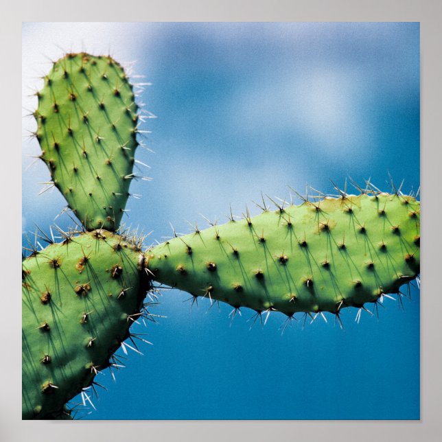 Poster Prickley Cactus (Devant)