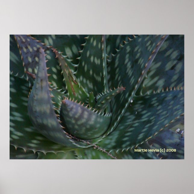 Poster Prickly Aloe Vera (Devant)