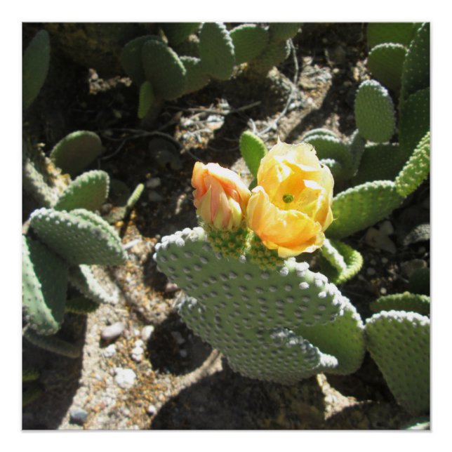 Poster Prickly Pear Bunny (Devant)