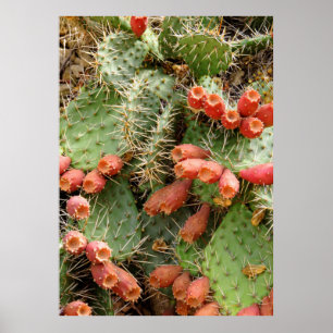 Poster Prickly Pear Cactus