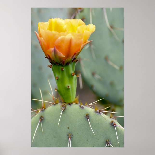 Poster Prickly Pear Cactus et fleur (Devant)