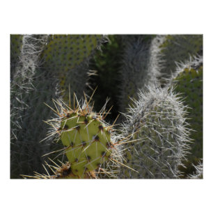 Poster Prickly Pear photo, gros plan