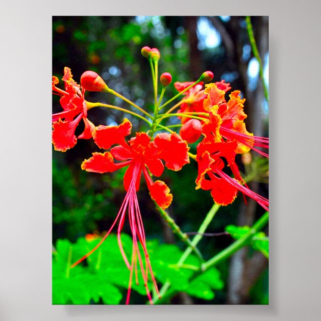 Poster Pride of Barbados Stretched Canvas Print (Devant)