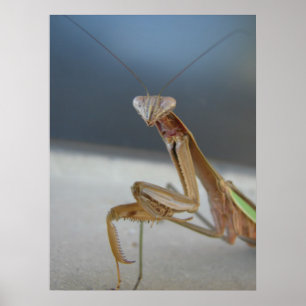 Poster Prier Mantis