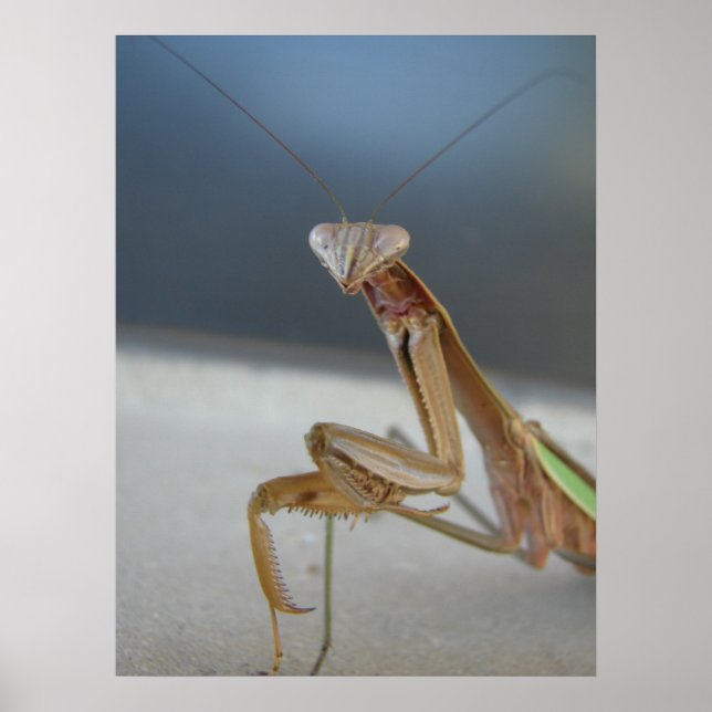 Poster Prier Mantis (Devant)