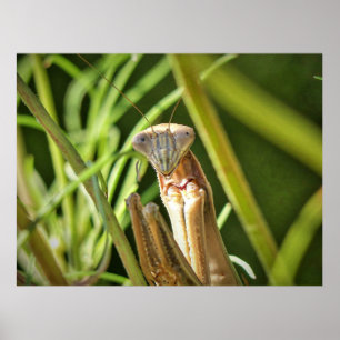 Poster Prier Mantis