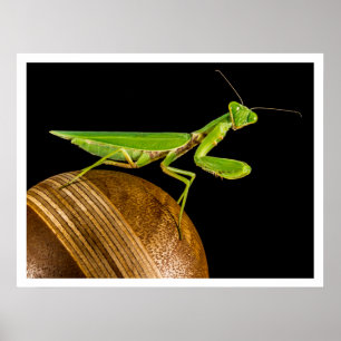 Poster Prier Mantis Gros plan