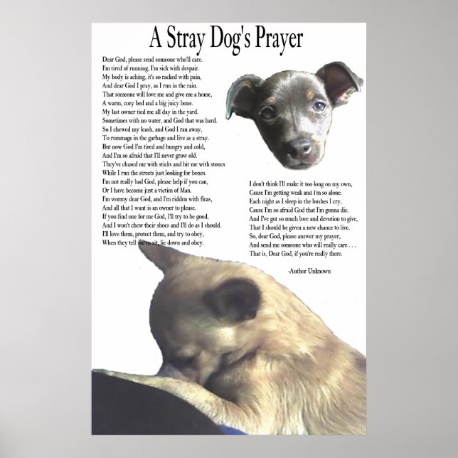 Poster Prière d'un chien errant (couleur arrière - plan a (Devant)