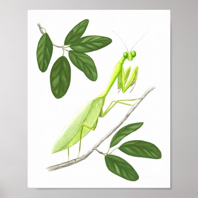 Poster Prière Mantis Art Print (Devant)