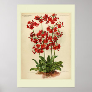 Poster Primevère